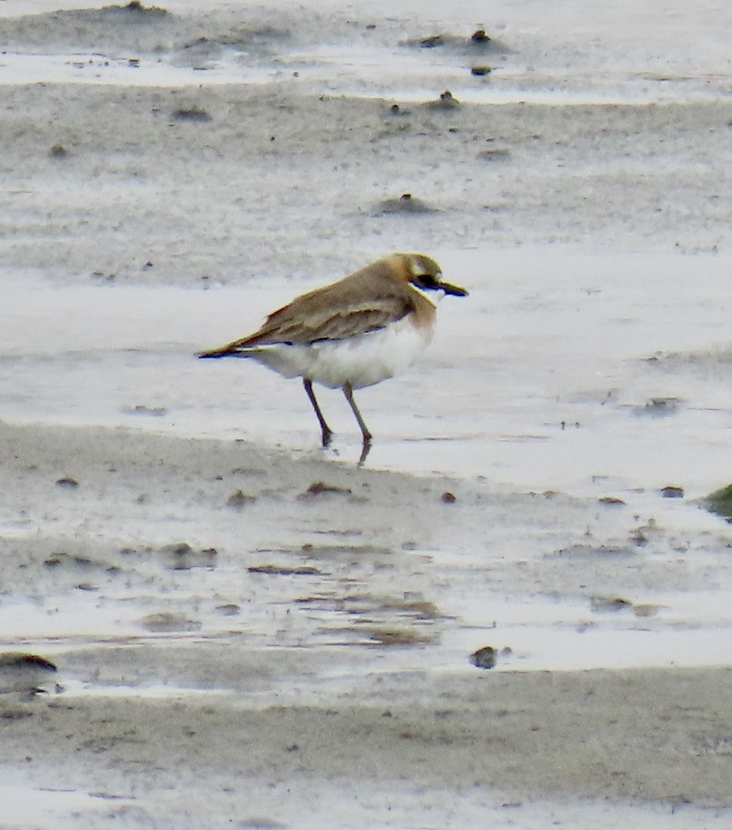 Siberian Sand-Plover - ML620124854