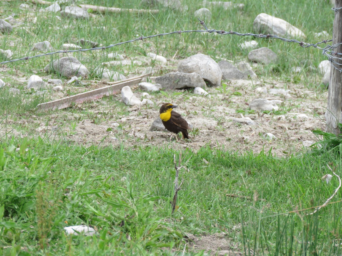 Yellow-headed Blackbird - ML620124861