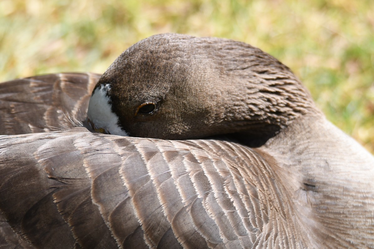Greater White-fronted Goose - ML620124865