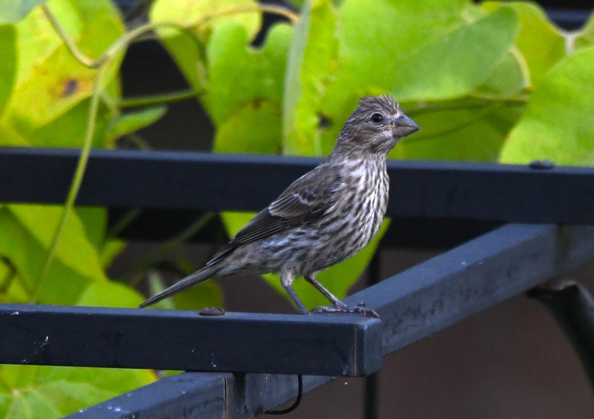 House Finch - ML620124871