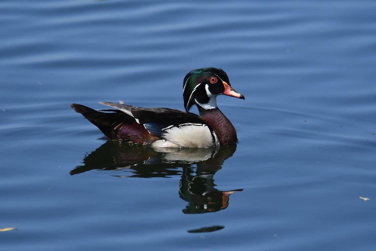 Wood Duck - ML620124873