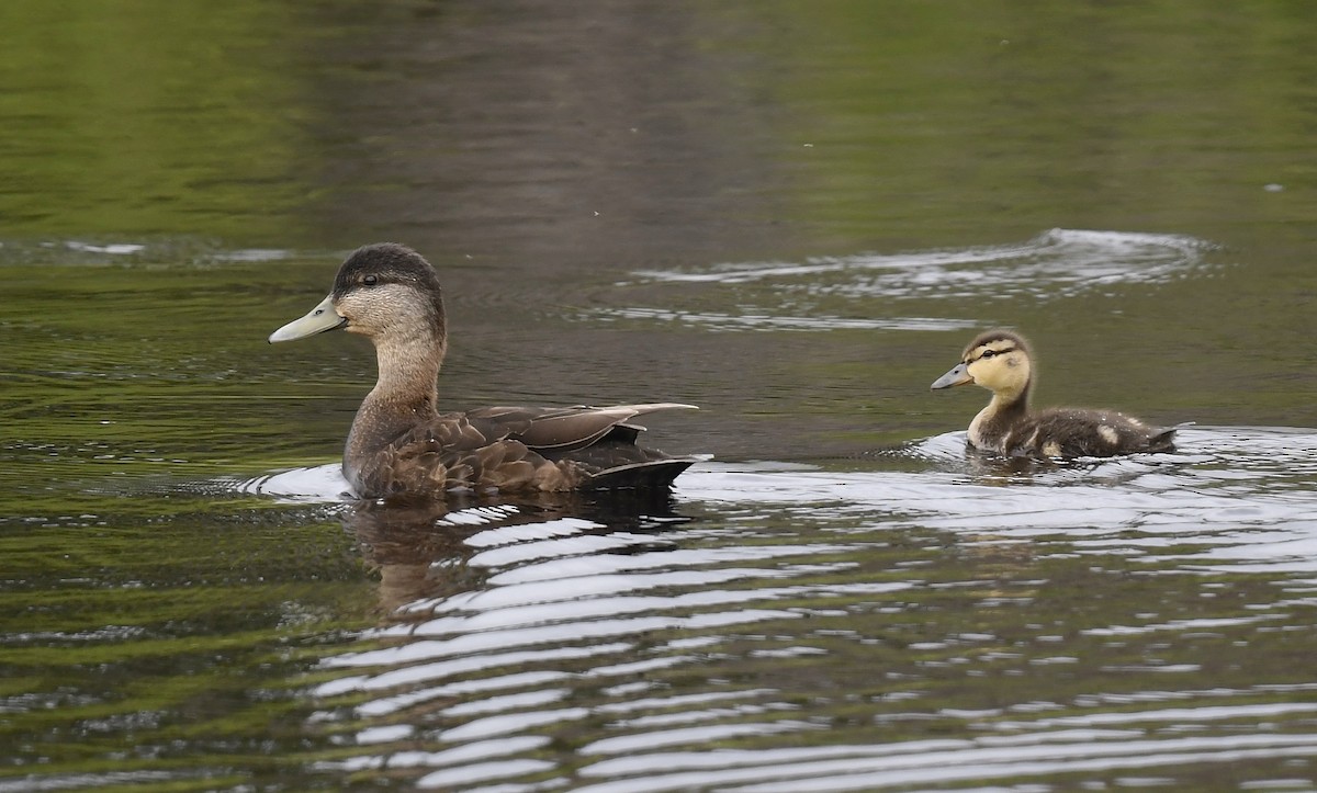 Canard noir - ML620124876