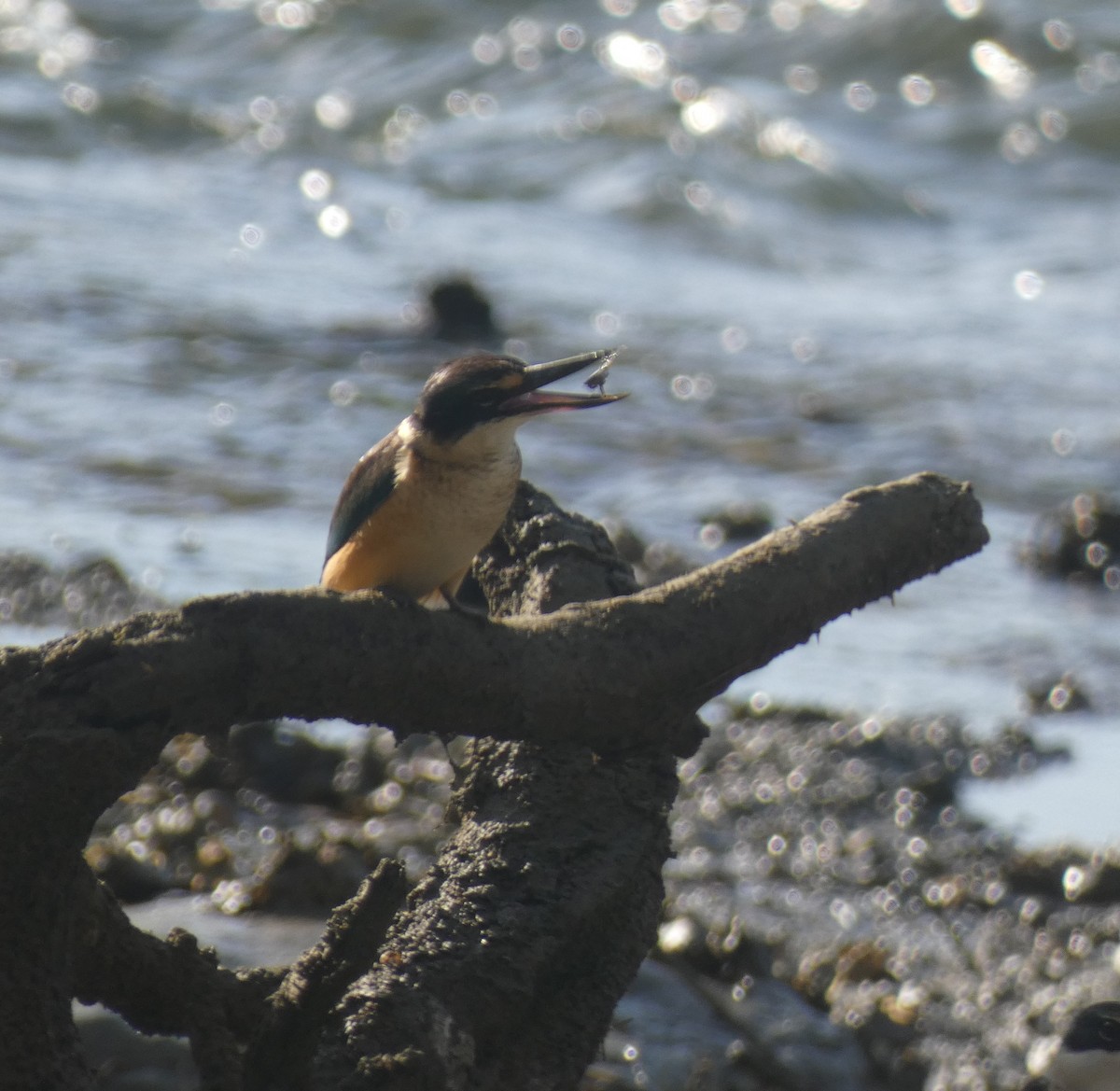 Sacred Kingfisher - ML620124891