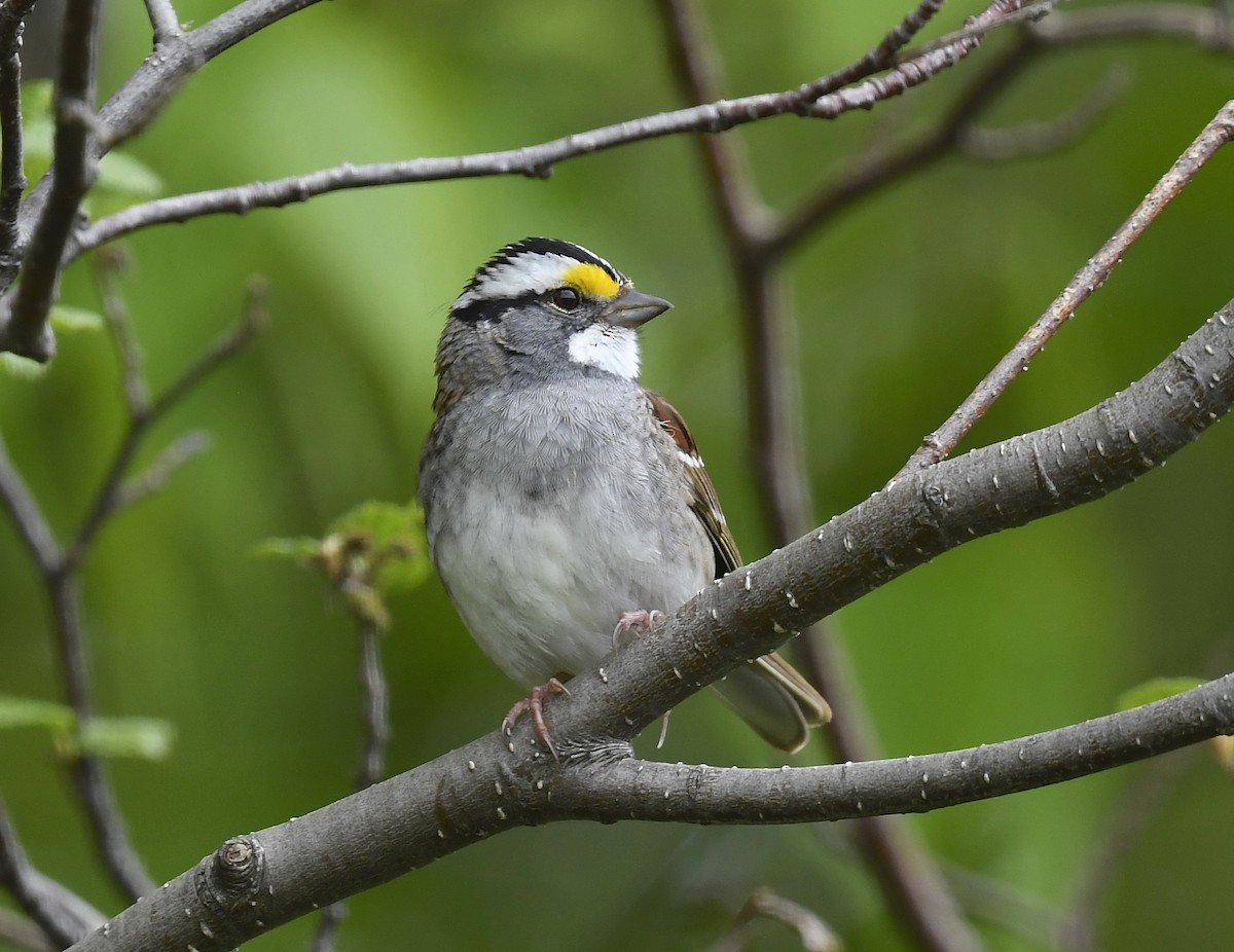 White-throated Sparrow - ML620124916