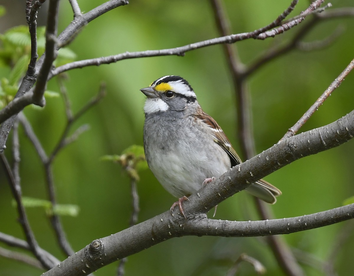 White-throated Sparrow - Denise  McIsaac
