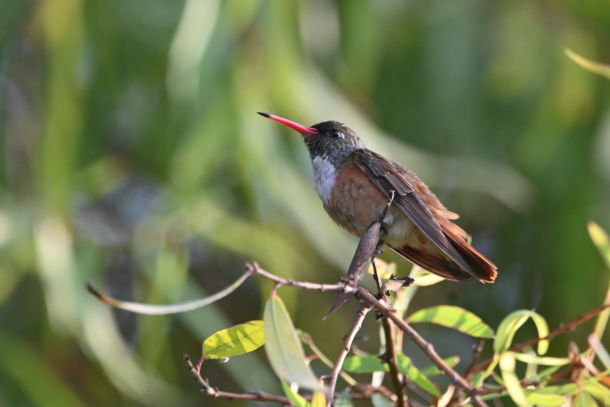 Amazilia Hummingbird - alexandre bibeau