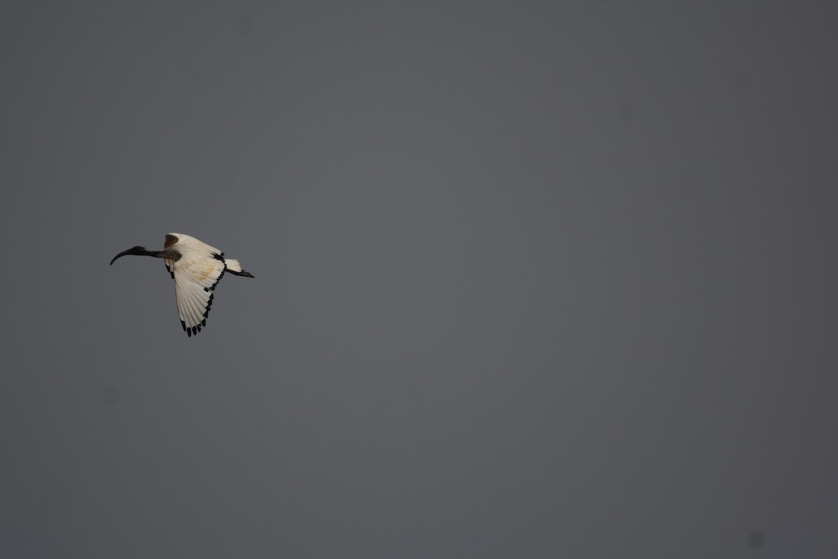 African Sacred Ibis - ML620124922