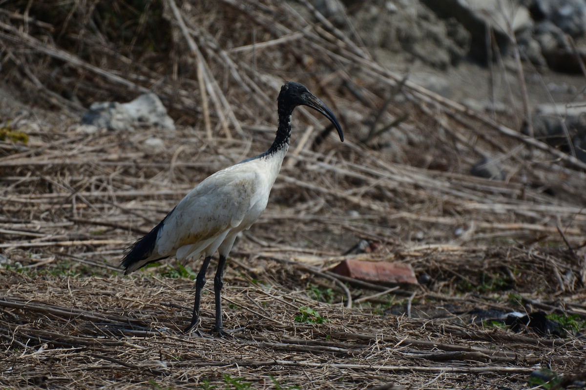 ibis posvátný - ML620124923