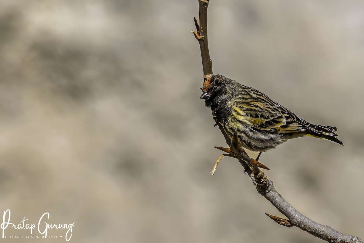 Fire-fronted Serin - ML620124928