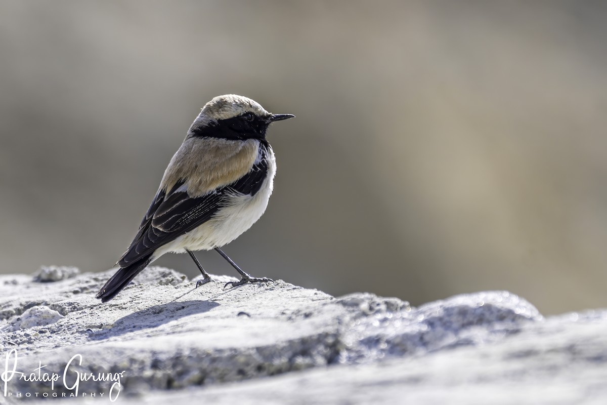 Desert Wheatear - ML620124933