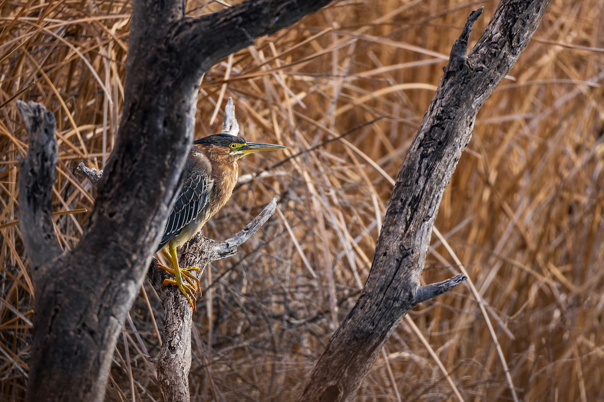 Green Heron - ML620124934