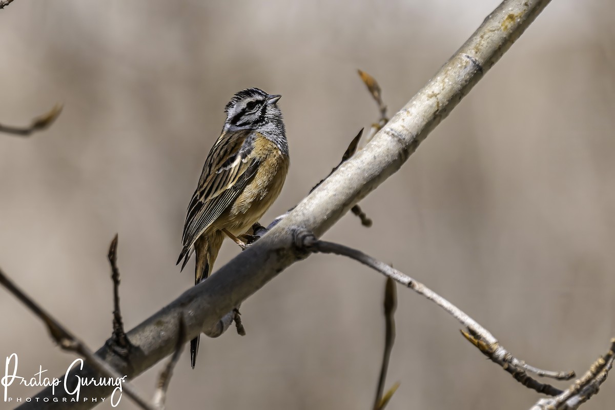 Rock Bunting - ML620124937