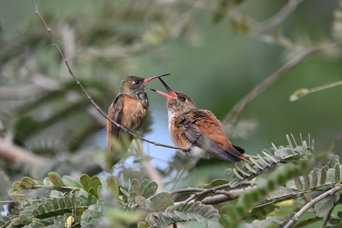 Amazilia Hummingbird - ML620124944