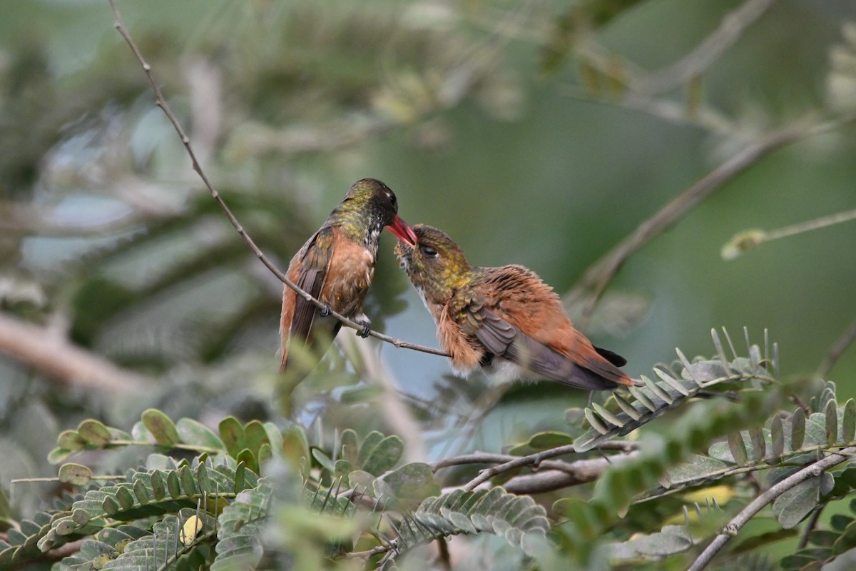 Amazilia Hummingbird - ML620124945