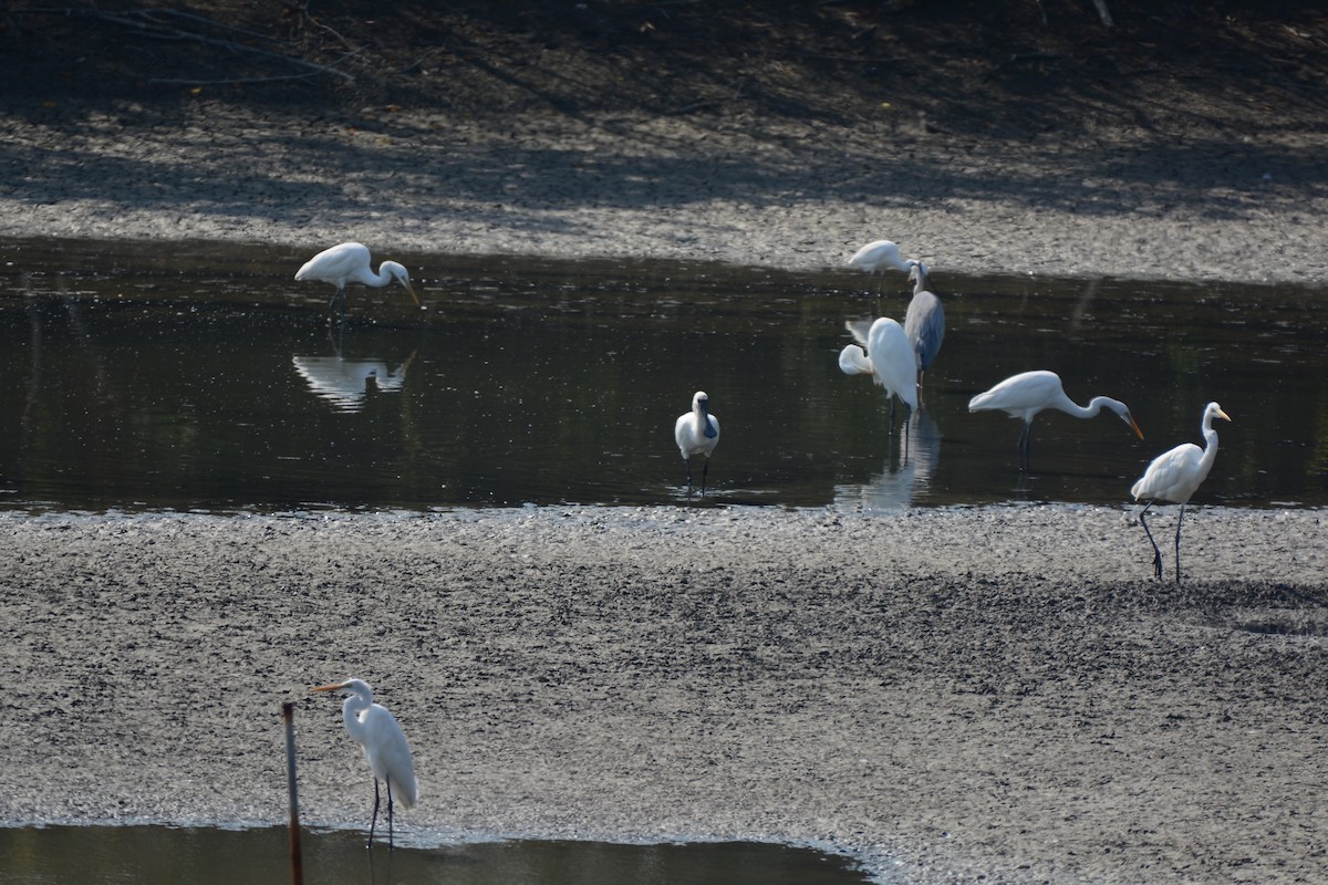 黑面琵鷺 - ML620124954