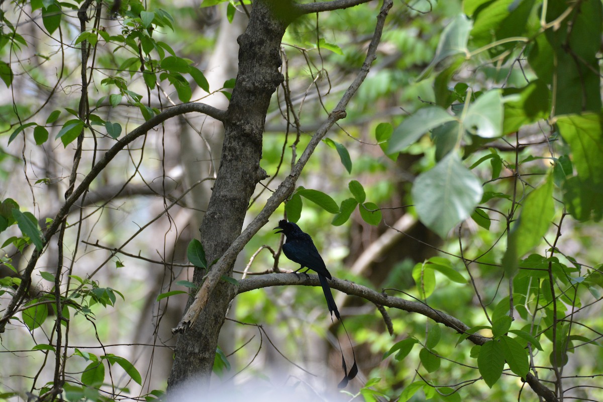 Greater Racket-tailed Drongo - ML620124965