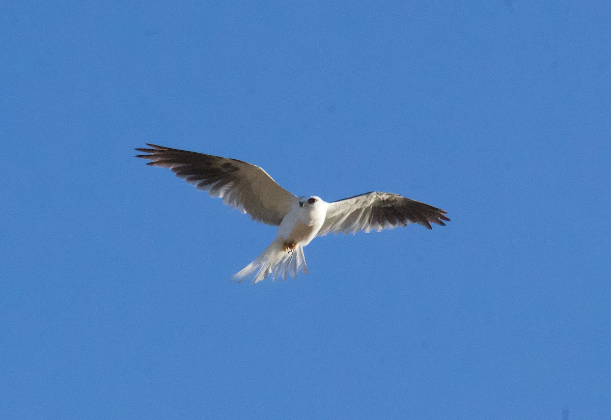 White-tailed Kite - ML620124966