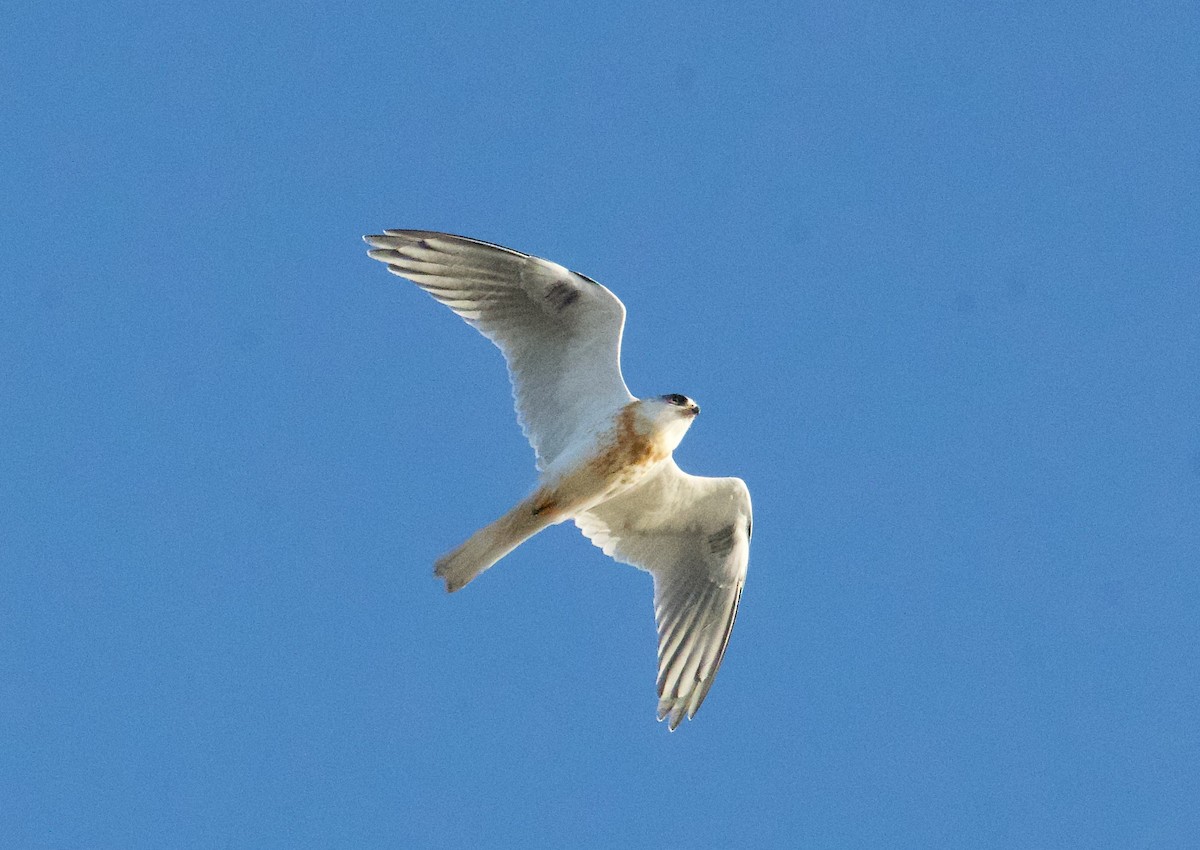 White-tailed Kite - ML620124968