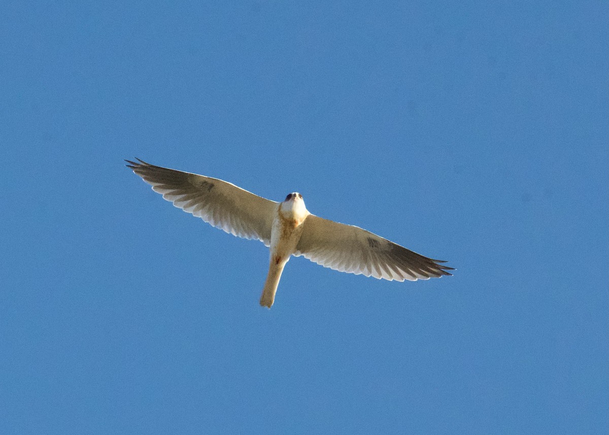 White-tailed Kite - ML620124969