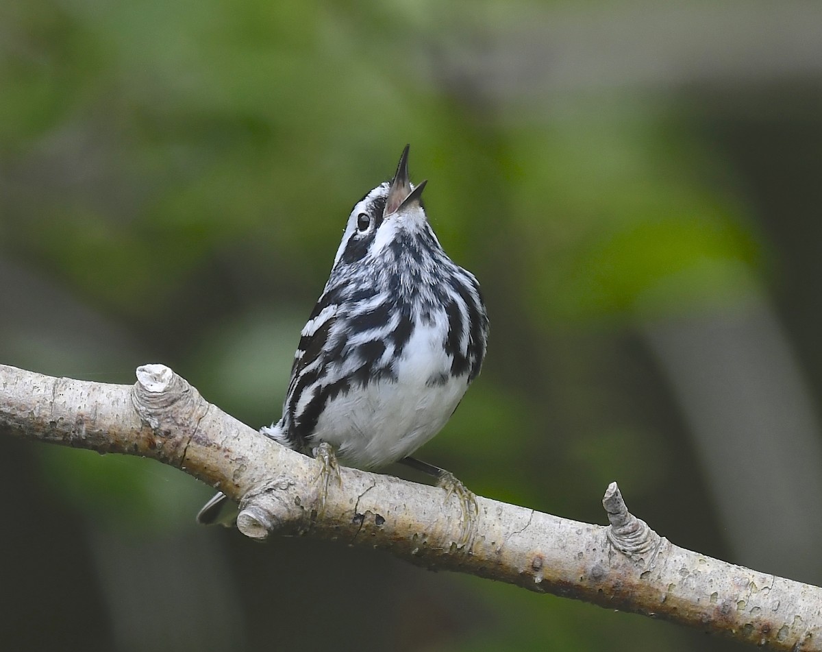 Black-and-white Warbler - ML620124981