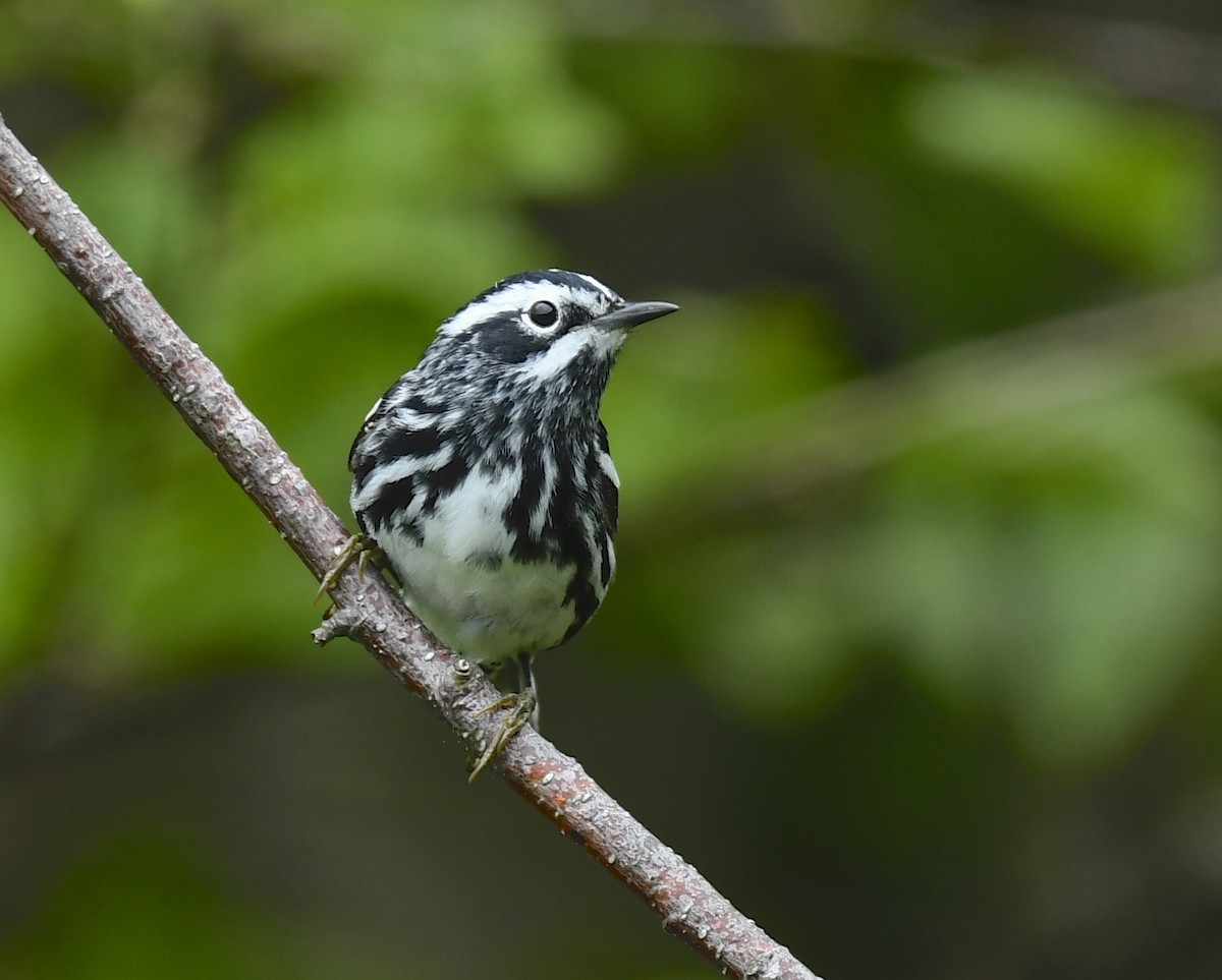 Black-and-white Warbler - ML620124982