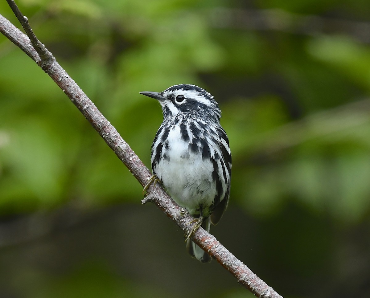 Black-and-white Warbler - ML620124983