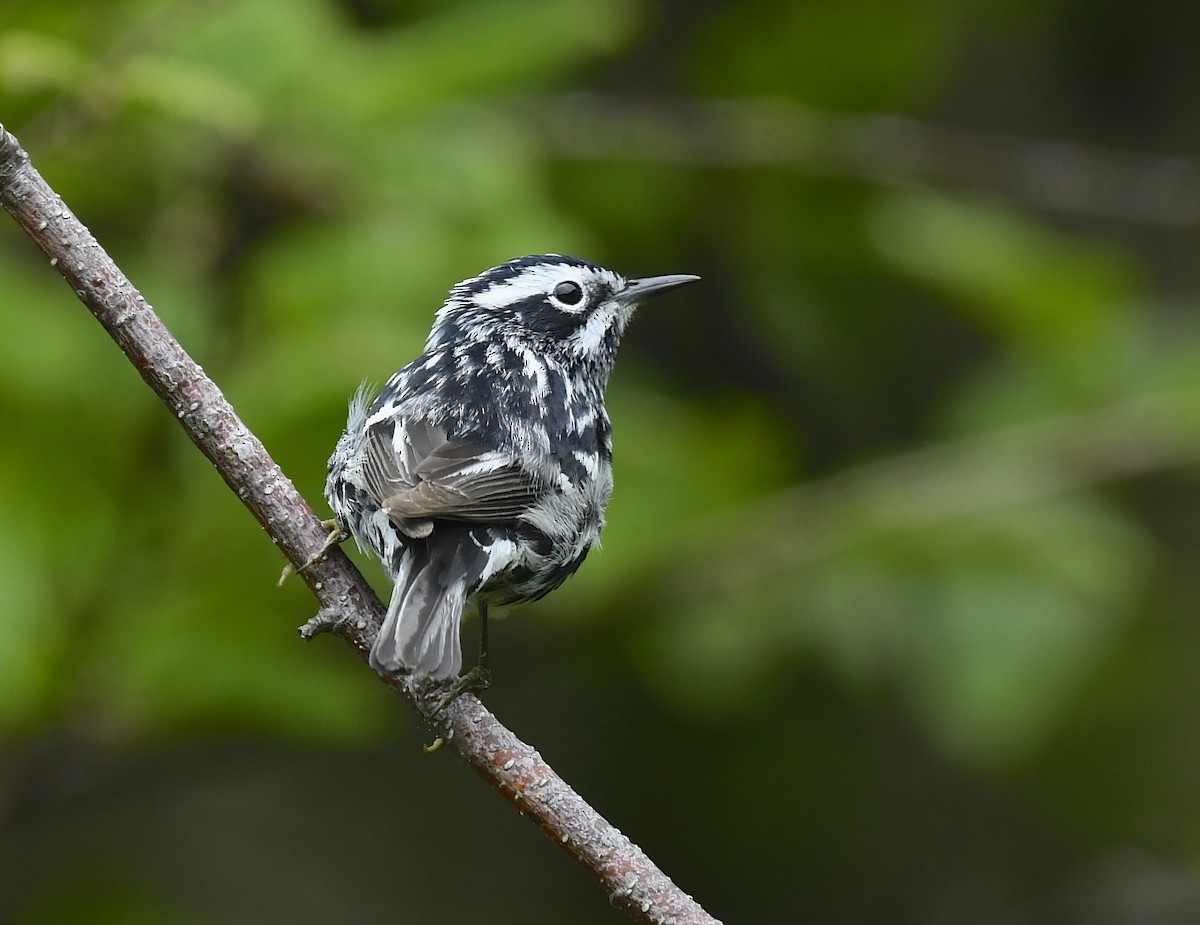 Black-and-white Warbler - ML620124984