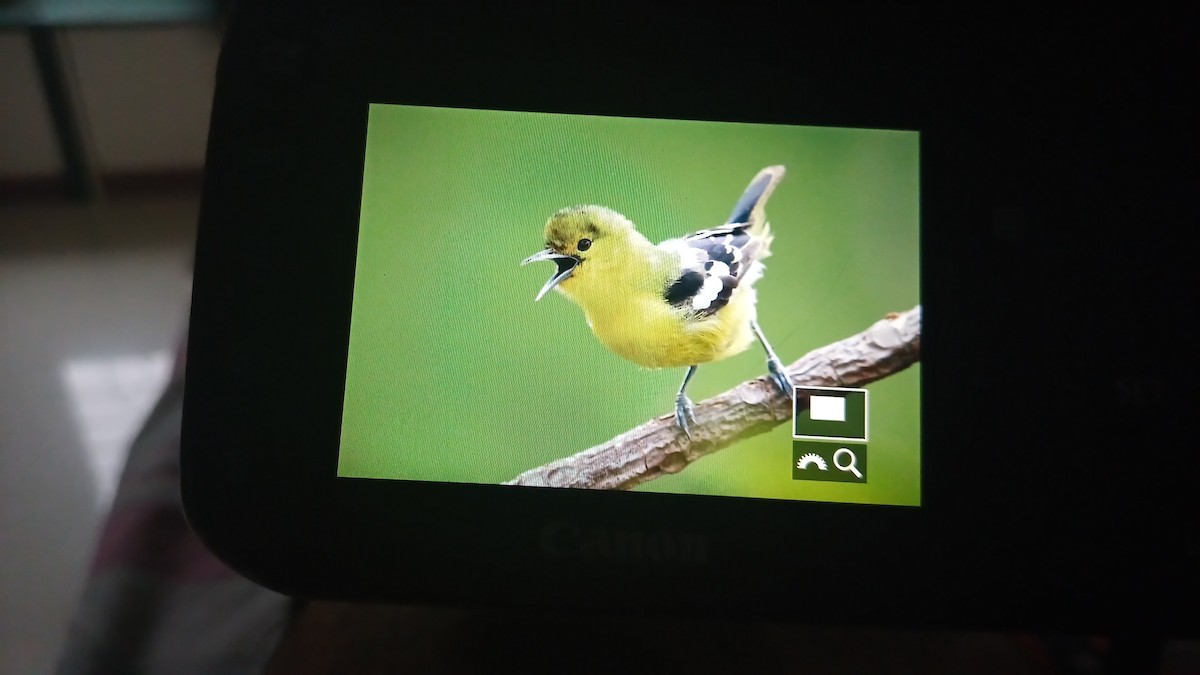 Common Iora - ML620124989