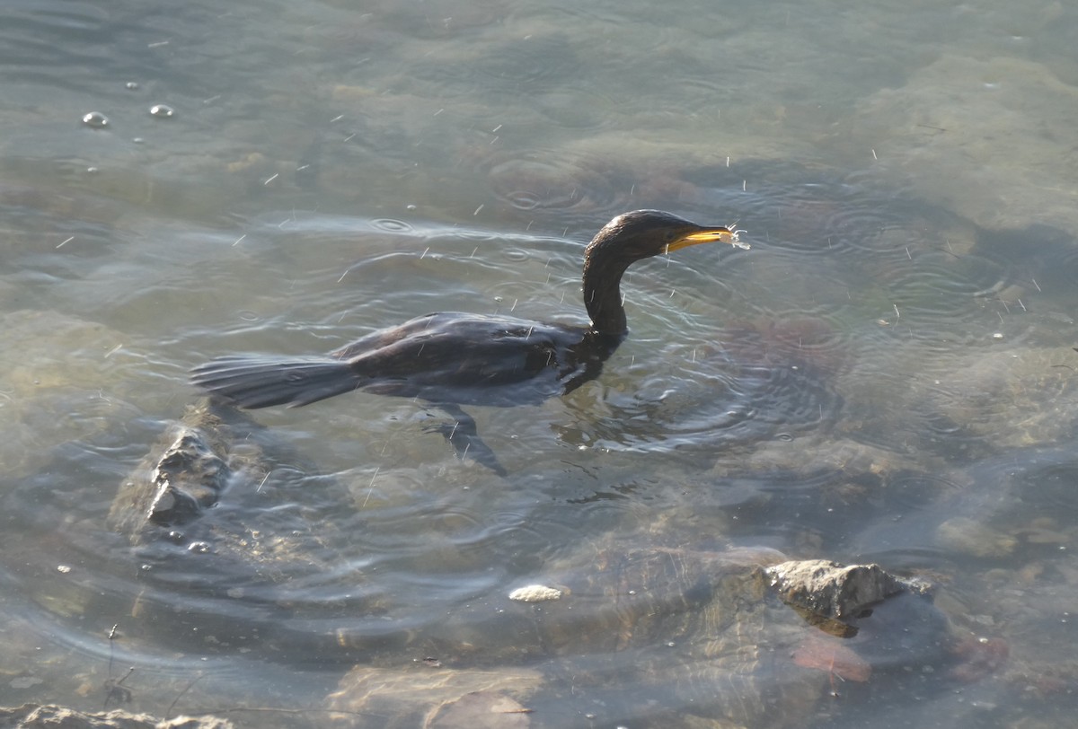 Little Pied Cormorant - ML620125004