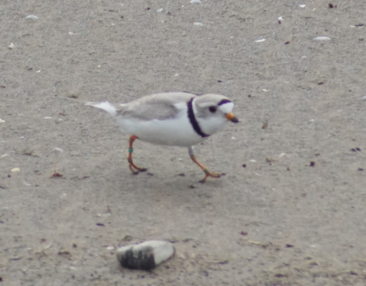 Piping Plover - ML620125011