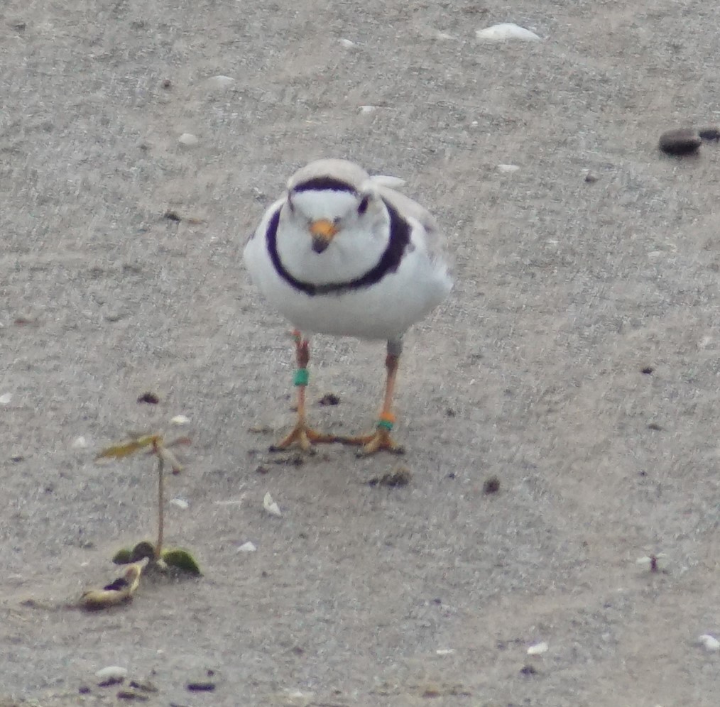 Piping Plover - ML620125012