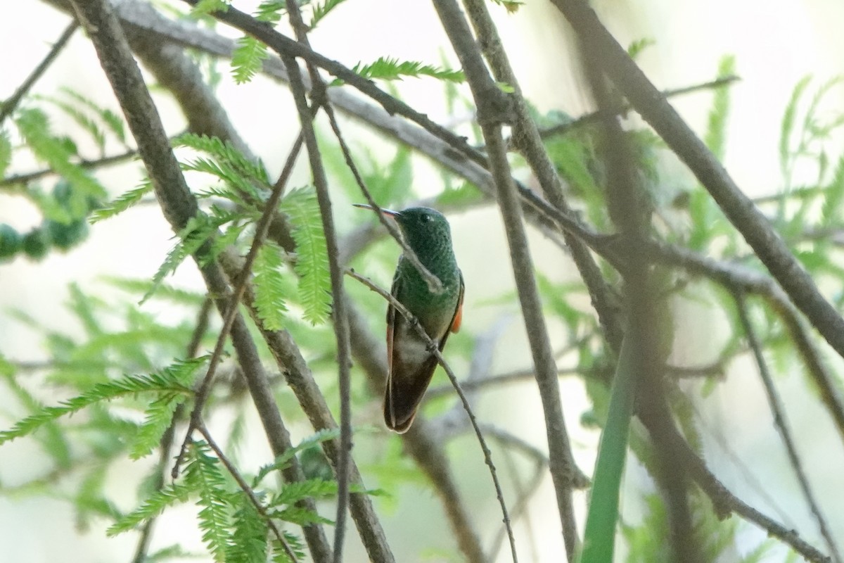 Berylline Hummingbird - ML620125013