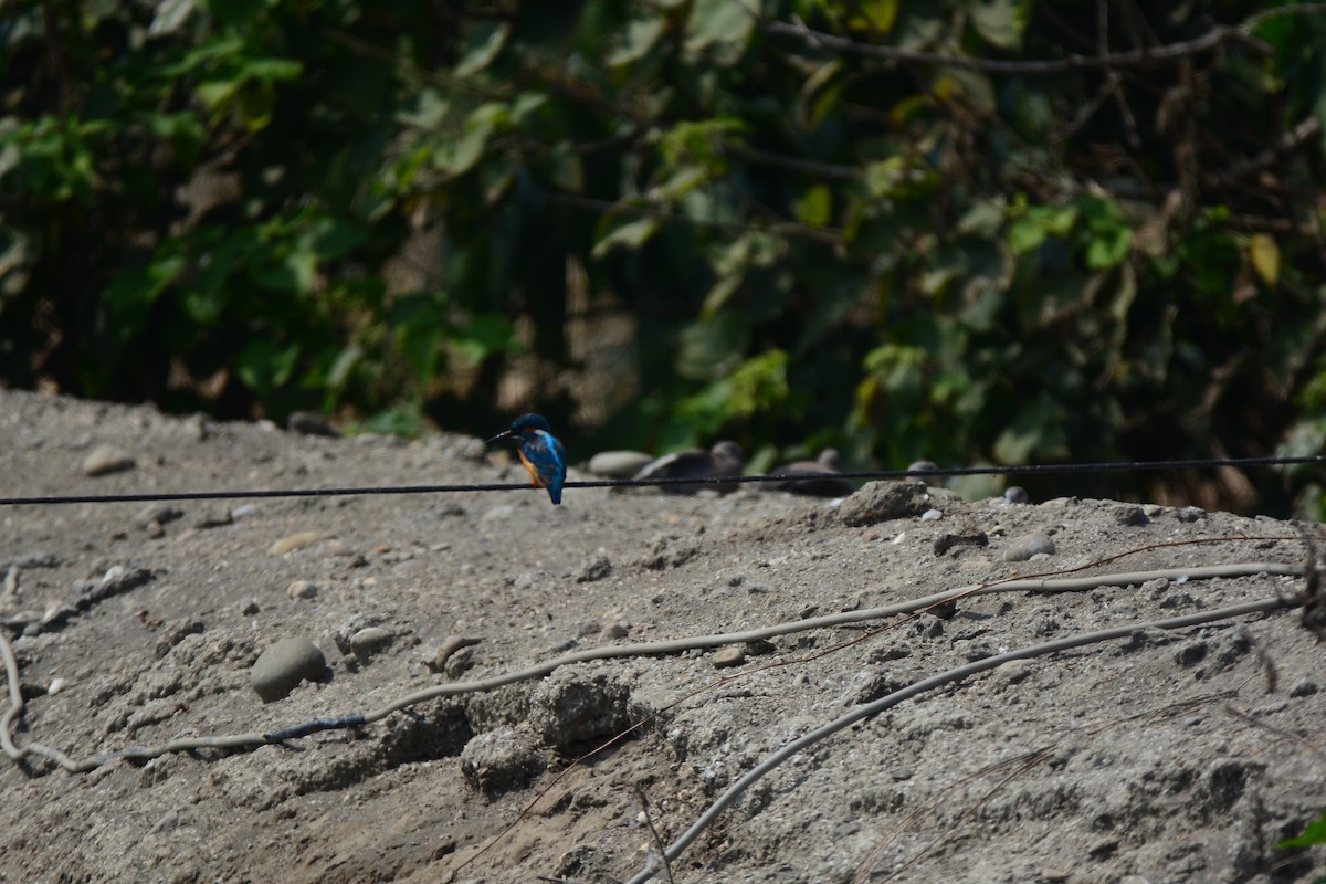 Common Kingfisher - ML620125019