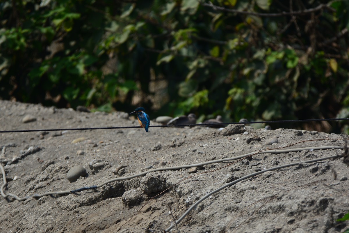 Common Kingfisher - ML620125020