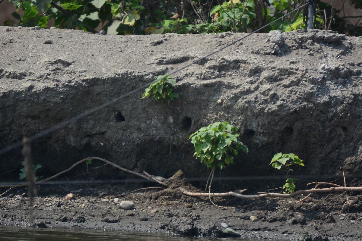 Common Kingfisher - ML620125021