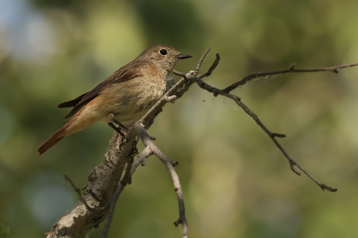 Common Redstart - ML620125073