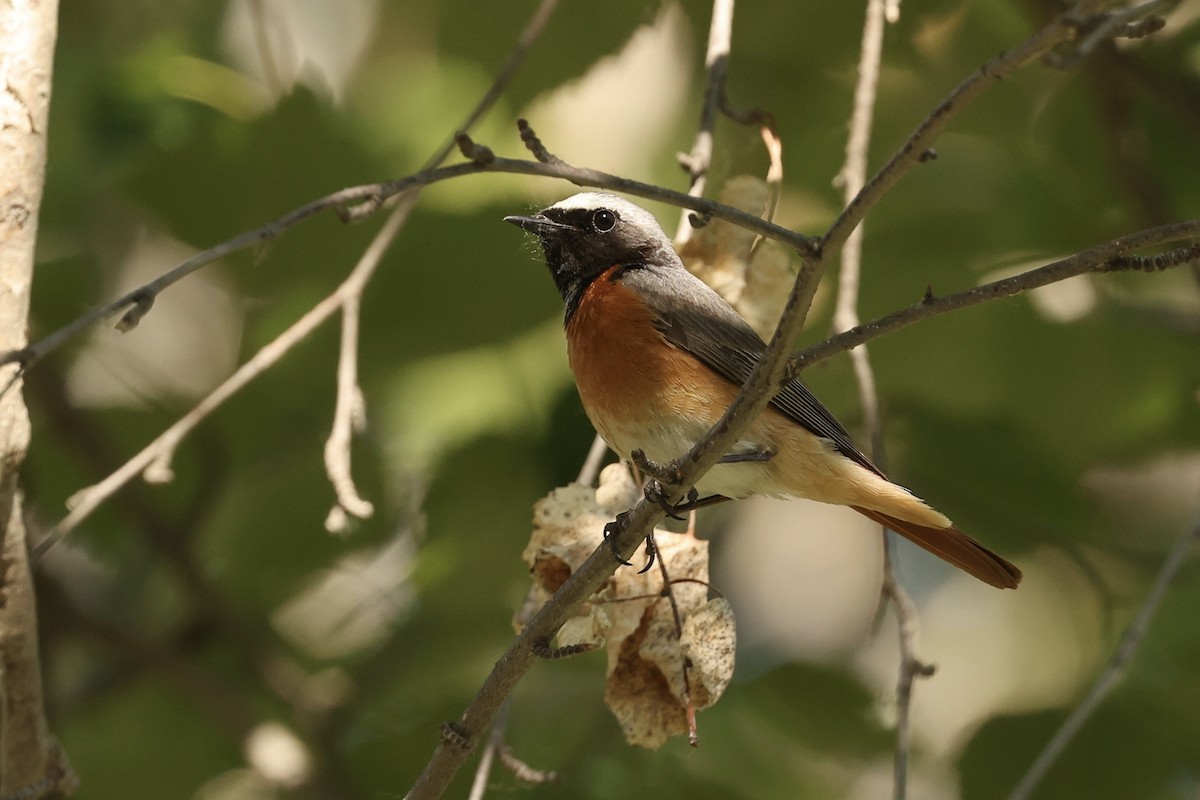 Common Redstart - ML620125074