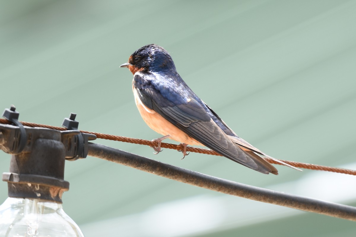 Barn Swallow (American) - ML620125090