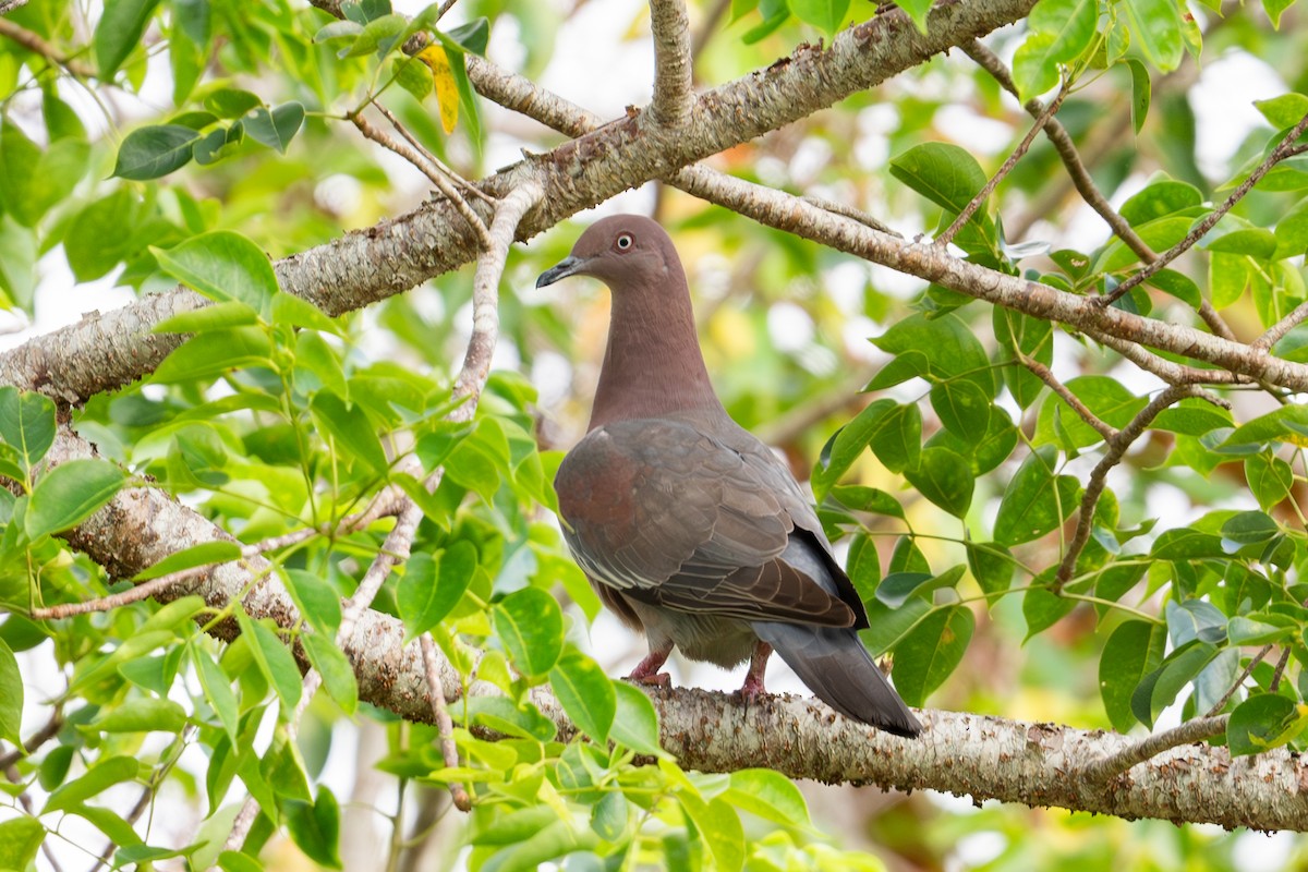 Plain Pigeon - ML620125092