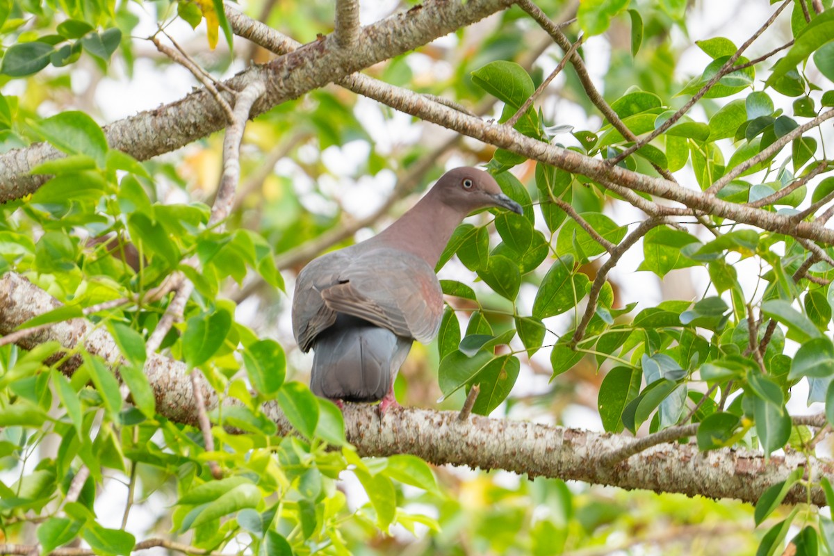 Plain Pigeon - ML620125093