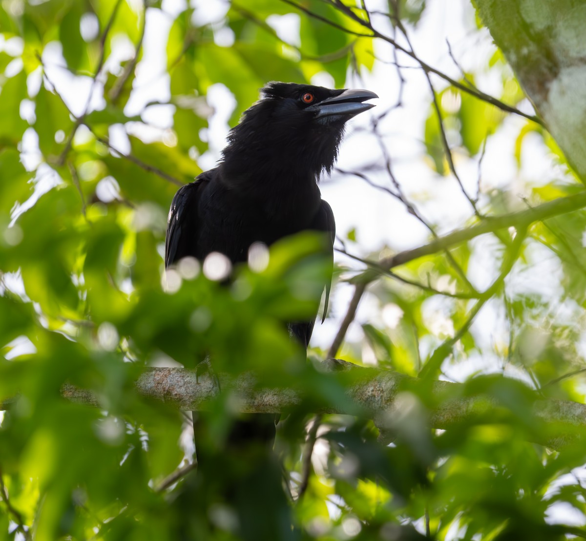 White-necked Crow - ML620125101