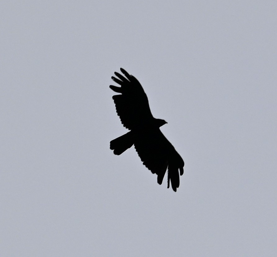 Black Eagle - ML620125113