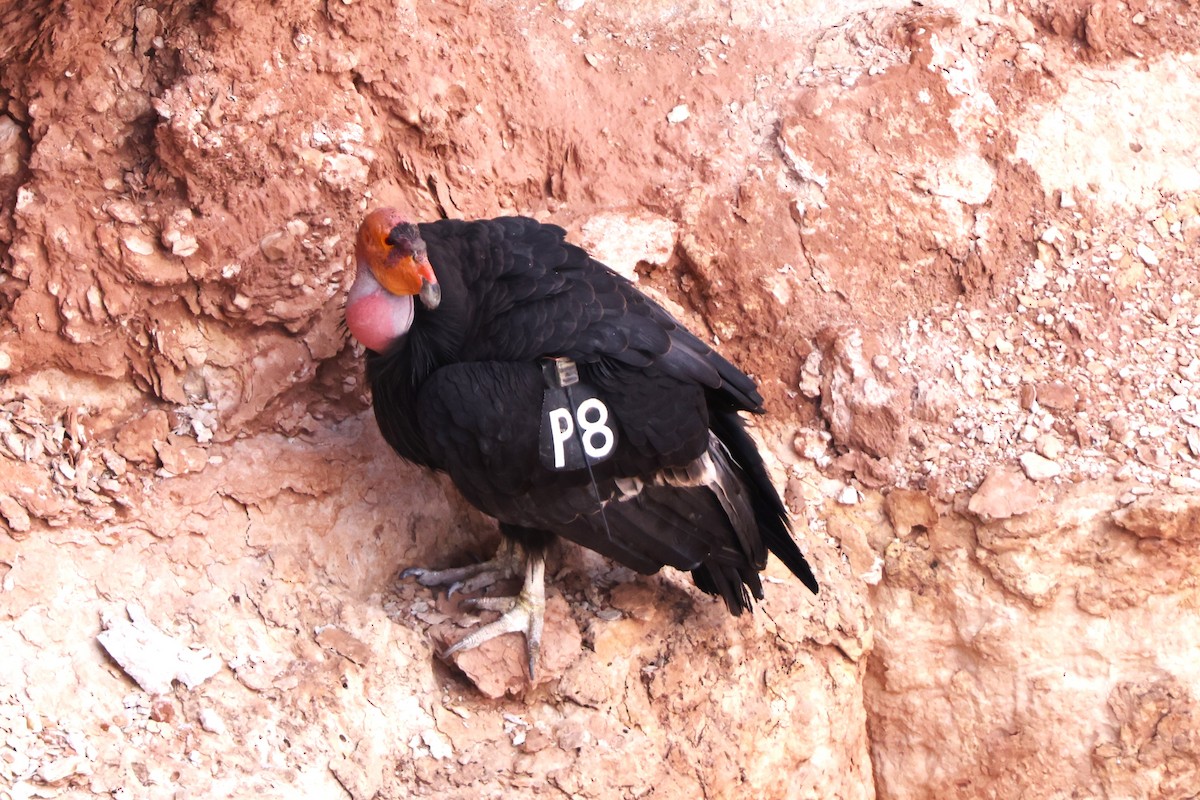 Condor de Californie - ML620125116
