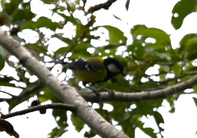 Green-backed Tit - ML620125127
