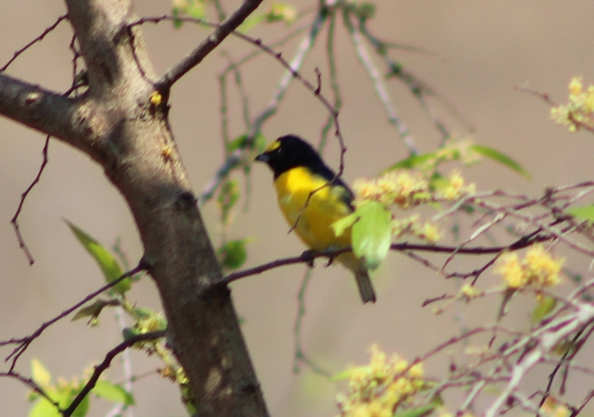 West Mexican Euphonia - ML620125129
