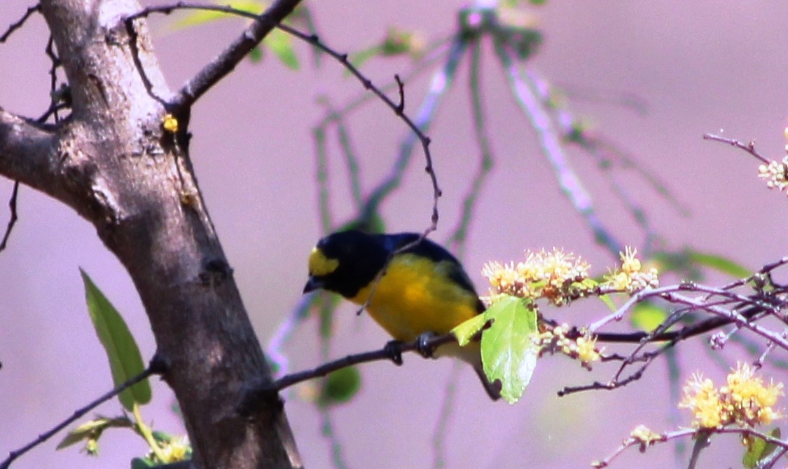 West Mexican Euphonia - ML620125136