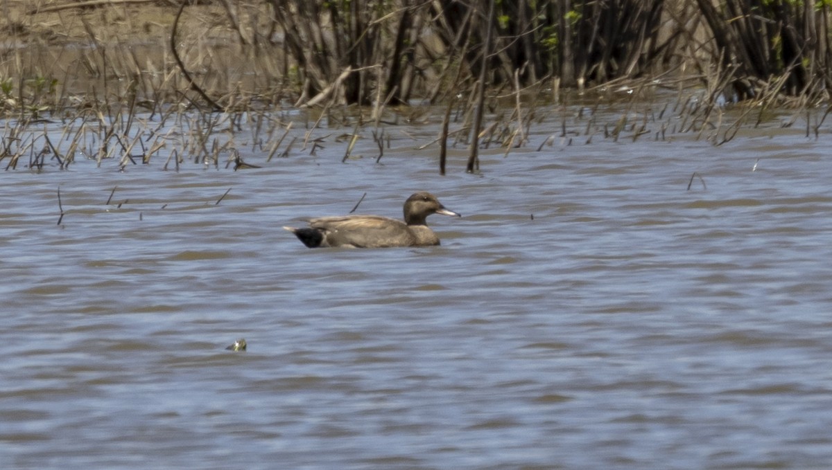 赤膀鴨 - ML620125147