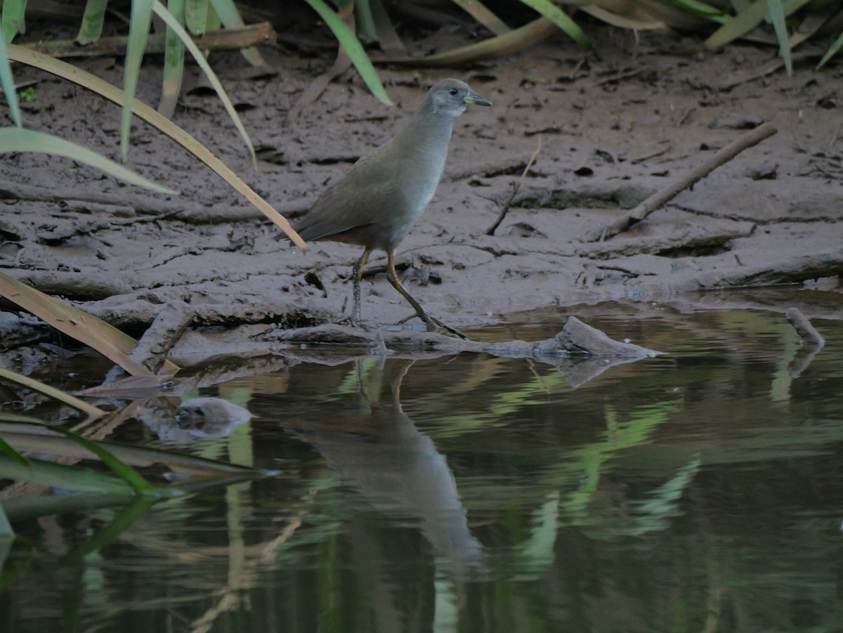 Pale-vented Bush-hen - ML620125163