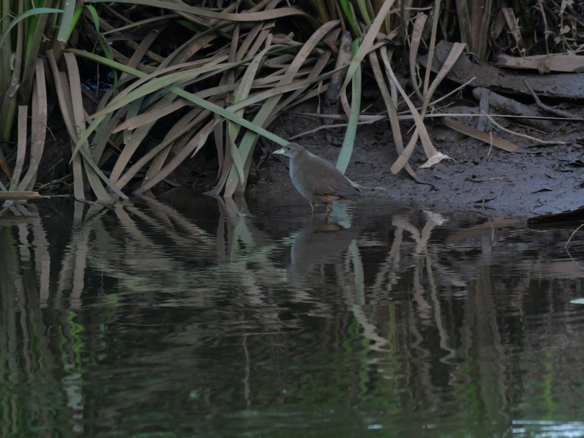 Pale-vented Bush-hen - ML620125171