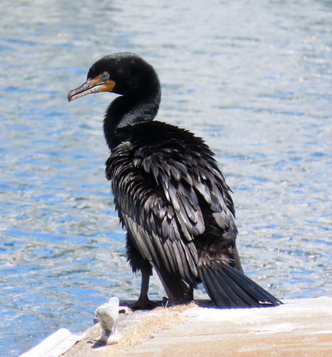 Cormoran à aigrettes - ML620125175